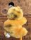 画像5: GARFIELD 1980'S D.STOCK CLIP DOLL #1