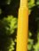 画像5: McDONALD'S "RONALD" 1988'S D.STOCK TOOTHBRUSH 