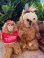 画像8: ALF 1980'S "LARGE" PLUSH DOLL