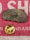 画像2: CAMION 1970'S D.STOCK PINS #1