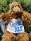 画像1: ALF 1980'S ”CHEF" PUPPET DOLL (1)