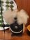 画像5: NOGGINS "WHITE HIGE” 1960'S SOUVENIR DOLL