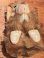 画像6: ALF "FLOCKED FACE" 1980'S CLIP DOLL