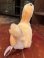 画像3: KNOTT'S BERRY FARM "HUGG-O-SAURS" 1970'S PLUSH DOLL