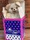 画像5: SNUGGLE "HUG" BEAR 1987'S D.STOCK DOLL 