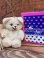 画像1: SNUGGLE "HUG" BEAR 1987'S D.STOCK DOLL  (1)